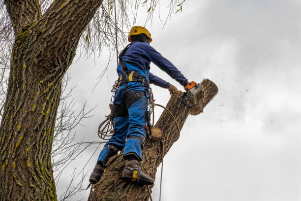 Best Tree Stump Removal  in Dagsboro, DE